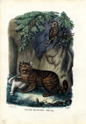 Wildkat